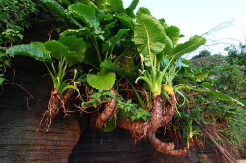 滴水观音的叶片边缘发黄怎么回事,滴水观音叶片发黄干用什么药