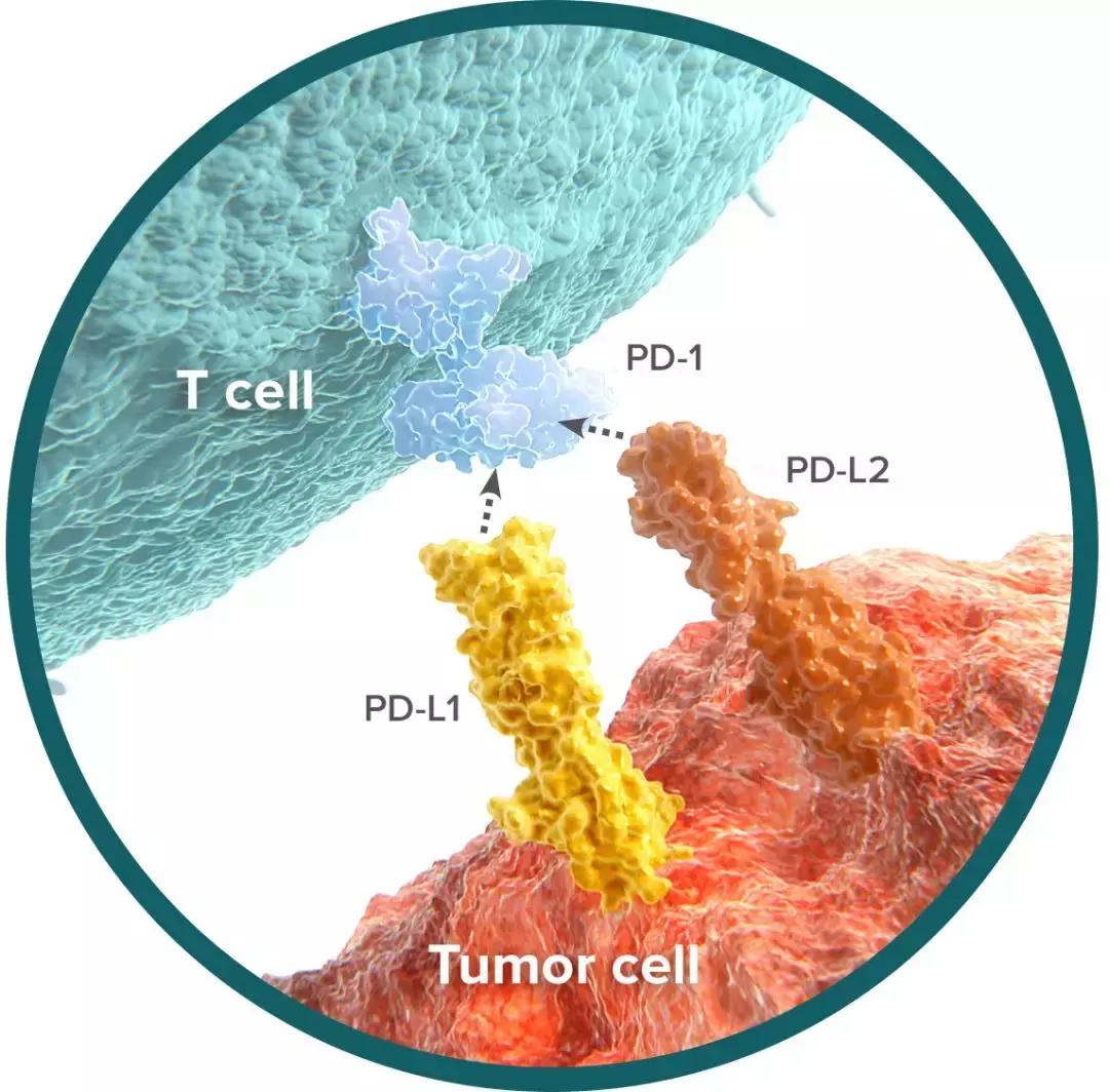 中国癌症治疗最新突破,抗癌新药pd-1是哪国发明的