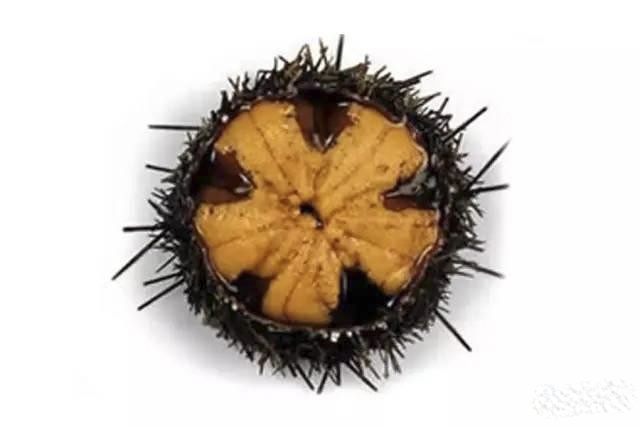 史上最全海鲜大全你能认识几种,世界上最好吃的十大海鲜