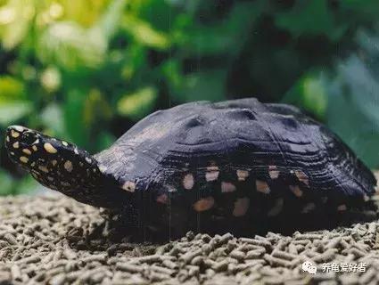 16种常见龟病症状和治疗方法,常见龟类品种大全图片
