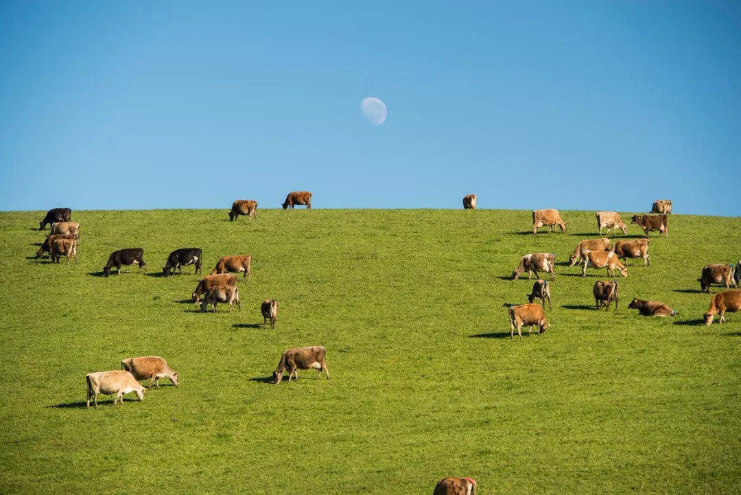 5000万新西兰可以买什么房,中国富人新西兰豪宅