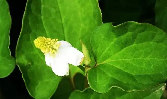 什么野菜养生最好吃,野菜纯天然有营养你知道怎么吃吗