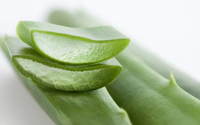 夏天多肉植物遮阳防晒神器,大树芦荟的功效与作用