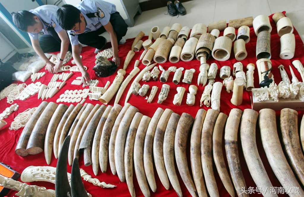 大猫骨为啥有红色还有白色的,大猫骨最直接的辨别方法