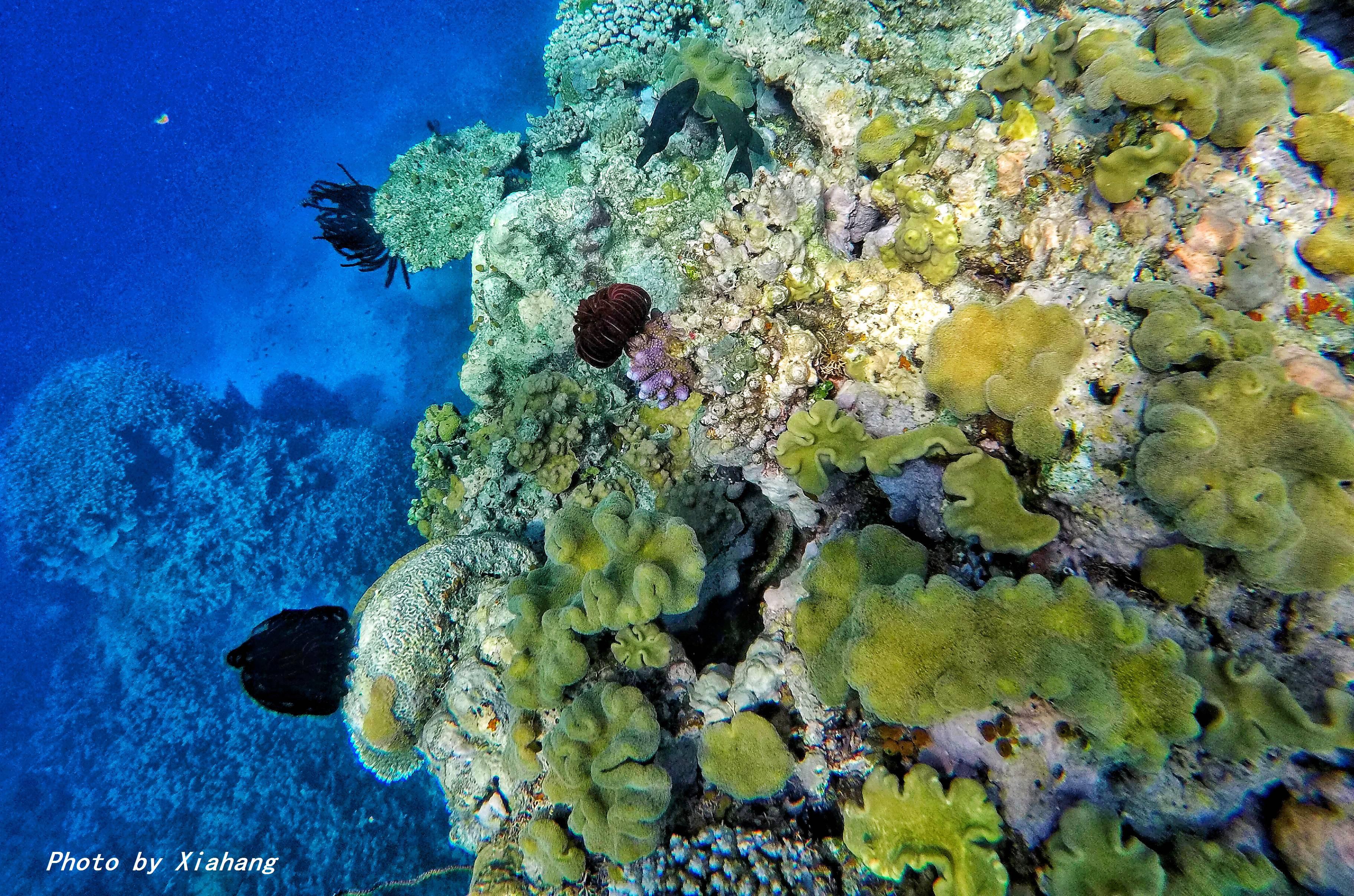 澳大利亚凯恩斯大堡礁旅游,澳大利亚凯恩斯大堡礁旅行vlog