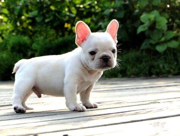 法斗犬体臭能去除吗,法斗犬和巴哥犬哪个体臭