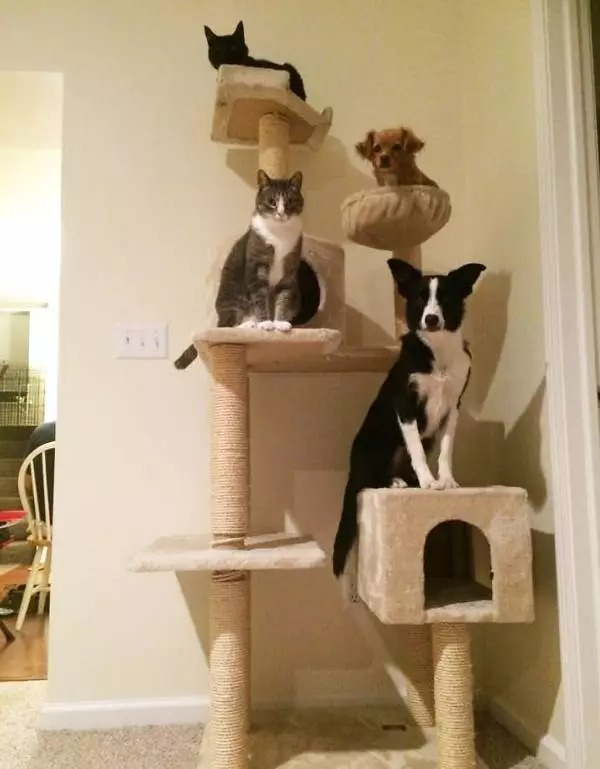 狗在猫砂盆里拉屎猫会怎么样,为什么有的狗会在猫砂盆拉屎