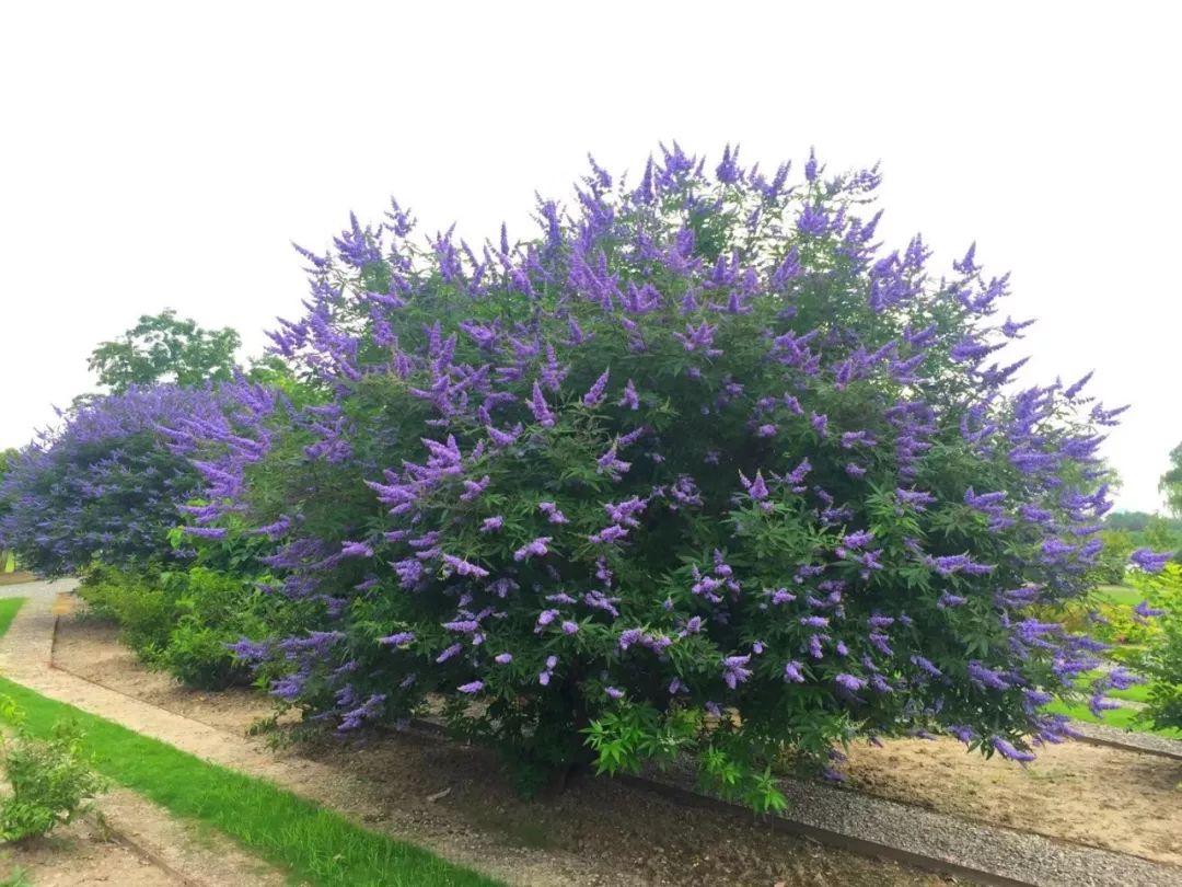 好种植的藤本植物,45种植物图片
