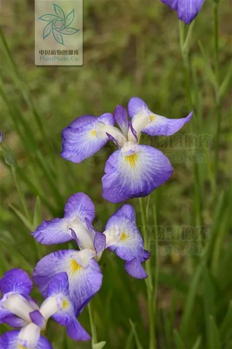 好种植的藤本植物,45种植物图片