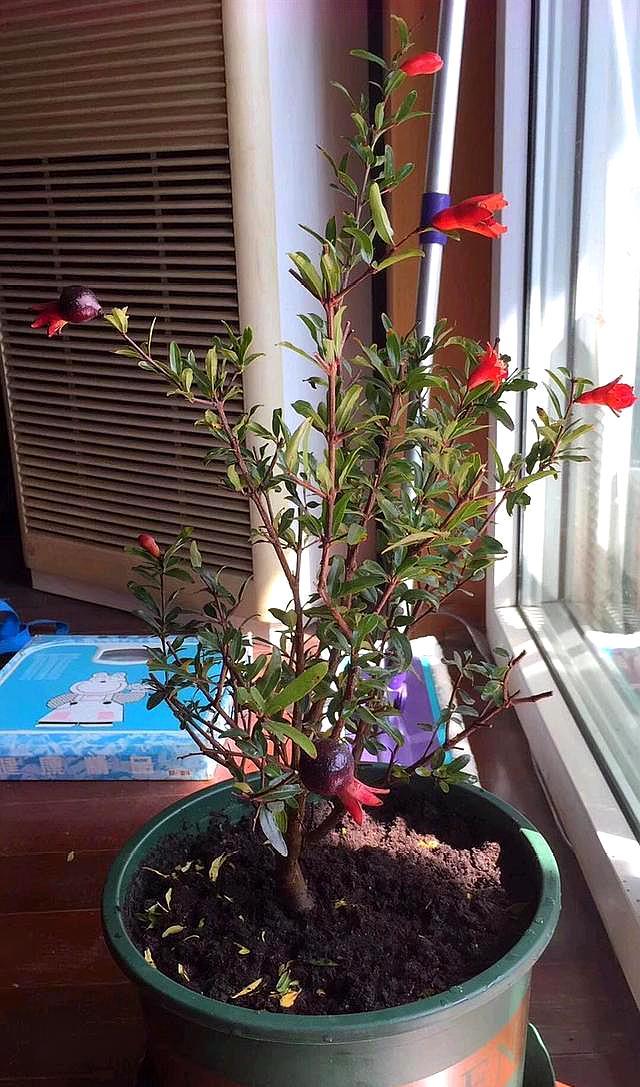 把石榴埋土里培育,石榴盆栽放在家里的正确方法