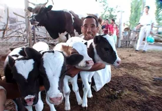 小牛怎么才能做好吃的,小牛为什么磨角