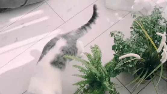 吸猫热潮来袭,养猫被忽悠的那些事