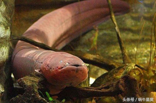 电鳗是正常的地球生物吗,电鳗是有放电能力的淡水鱼
