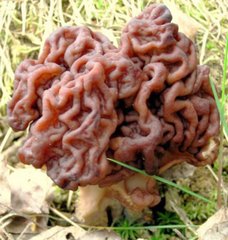 青海毒蘑菇图鉴,常见毒蘑菇图鉴福建