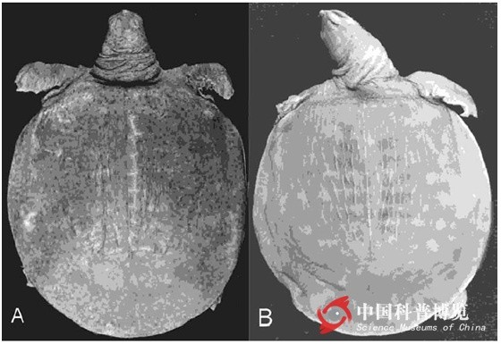 科普龟类知识视频展示,所有龟鳖类动物