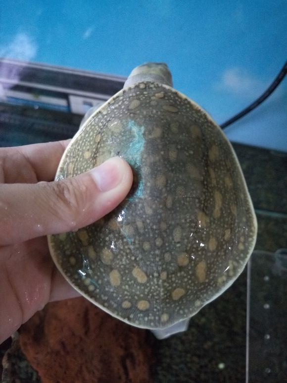 龟鳖目动物大全及图片,所有龟鳖类动物