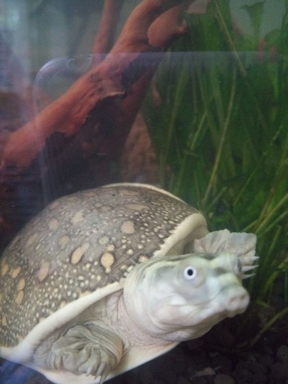 龟鳖目动物大全及图片,所有龟鳖类动物