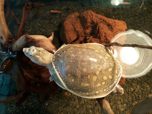 科普龟类知识视频展示,所有龟鳖类动物