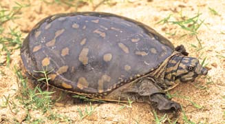 科普龟类知识视频展示,所有龟鳖类动物