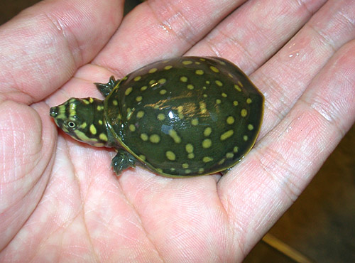 科普龟类知识视频展示,所有龟鳖类动物