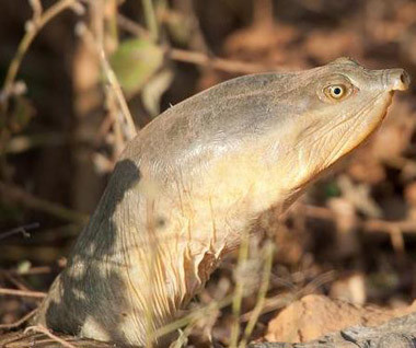 龟鳖目动物大全及图片,所有龟鳖类动物