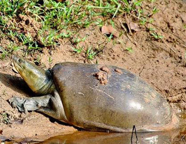 科普龟类知识视频展示,所有龟鳖类动物