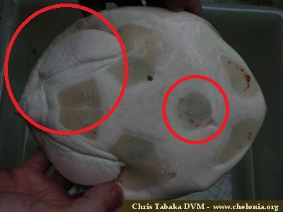 龟鳖目动物大全及图片,所有龟鳖类动物