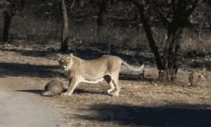 朋友圈代购真实案例,代购究竟有多暴利