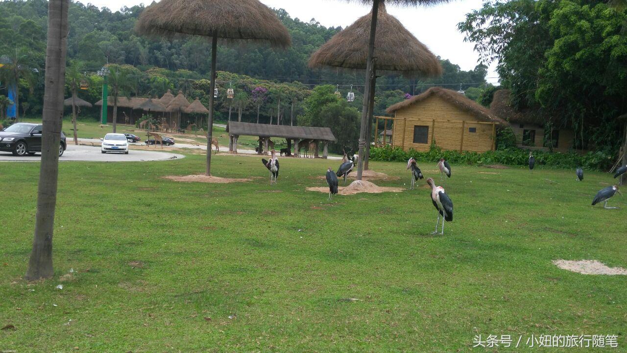 全国唯一可以看考拉的动物园,考拉野生动物园