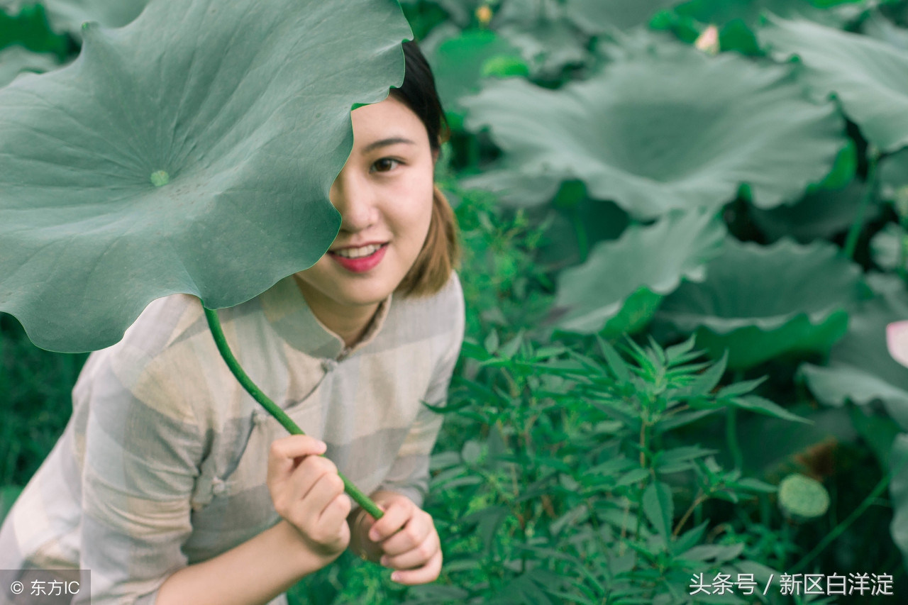 雄安新区白洋淀芦苇荡初冬的美景,白洋淀荷花仙子的传说