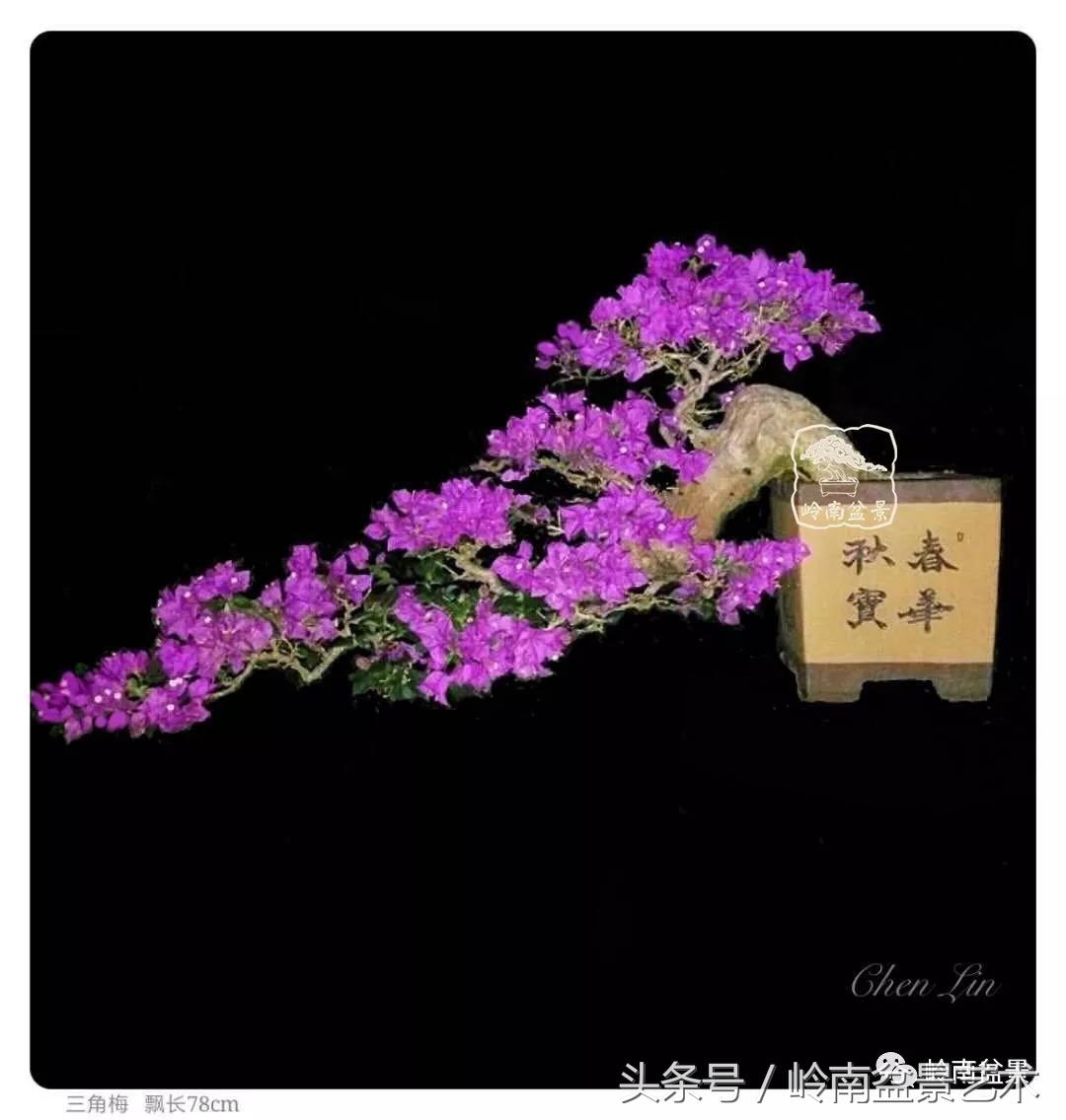 精品掌中宝三角梅盆景,顶级国宝级三角梅盆景