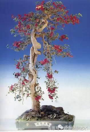 精品掌中宝三角梅盆景,顶级国宝级三角梅盆景