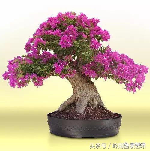 精品掌中宝三角梅盆景,顶级国宝级三角梅盆景