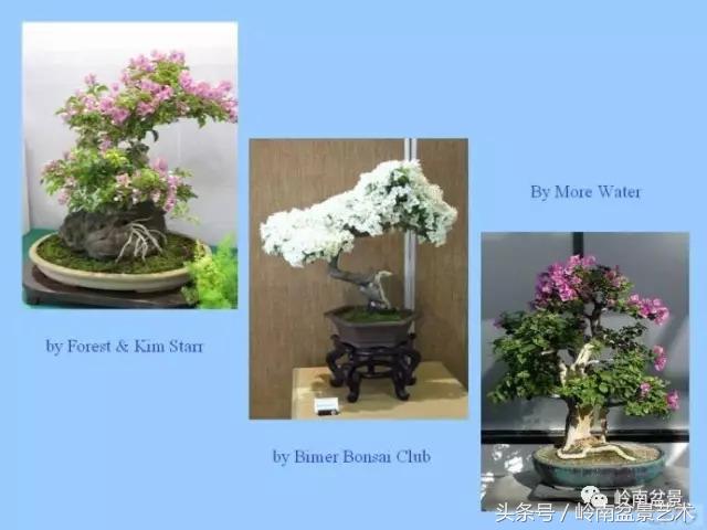 精品掌中宝三角梅盆景,顶级国宝级三角梅盆景