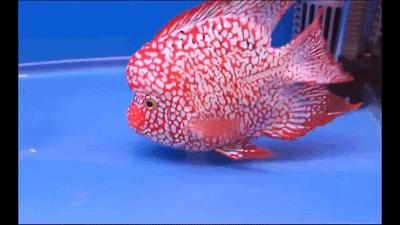 罗汉鱼不爱吃食怎么回事,罗汉鱼怎么养不会生病