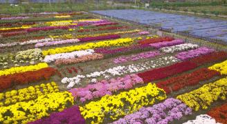 所有人,200株菊花苗,送你养!金菊报秋时,等你来参赛!