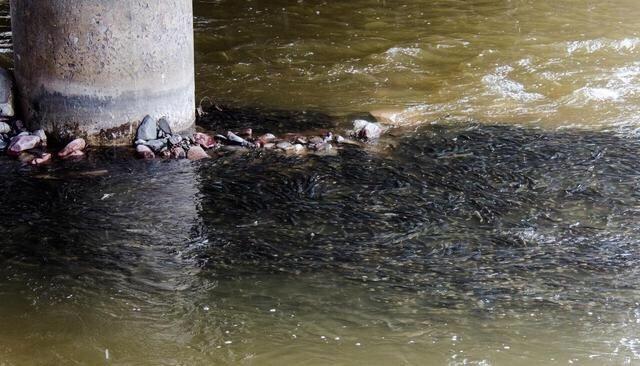 这种鱼很多人没吃过肉质细嫩鲜美,肉质鲜美但是濒临灭绝的鱼