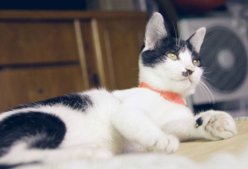 怎么挑选好看的田园猫,怎么挑选中华田园猫