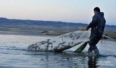 对虾肠炎是什么导致,对虾肠炎这几种处理方法你知道吗