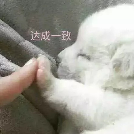 荷兰猪笼子脚垫有什么用,荷兰猪脚垫要多大孔洞