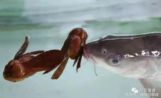 汕头南澳金钱鮸,最贵鮸鱼