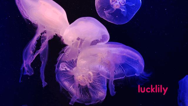 丽星邮轮双子星日本游,亲子游轮旅行攻略