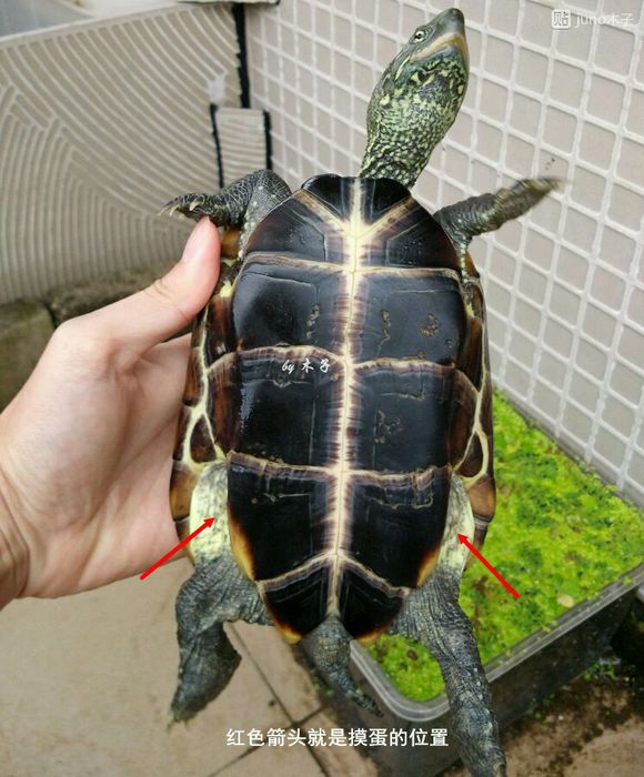 草龟繁殖经验分享孵蛋40天破壳,草龟孵化及幼龟养殖