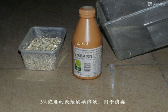 草龟繁殖经验分享孵蛋40天破壳,草龟孵化及幼龟养殖