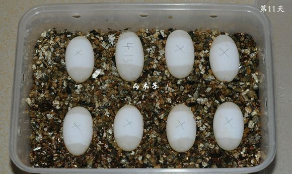 草龟繁殖经验分享孵蛋40天破壳,草龟孵化及幼龟养殖