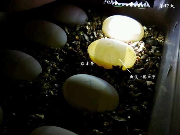 草龟繁殖经验分享孵蛋40天破壳,草龟孵化及幼龟养殖