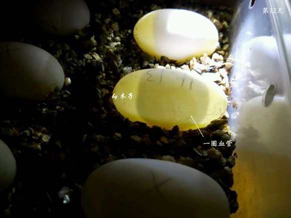 草龟繁殖经验分享孵蛋40天破壳,草龟孵化及幼龟养殖