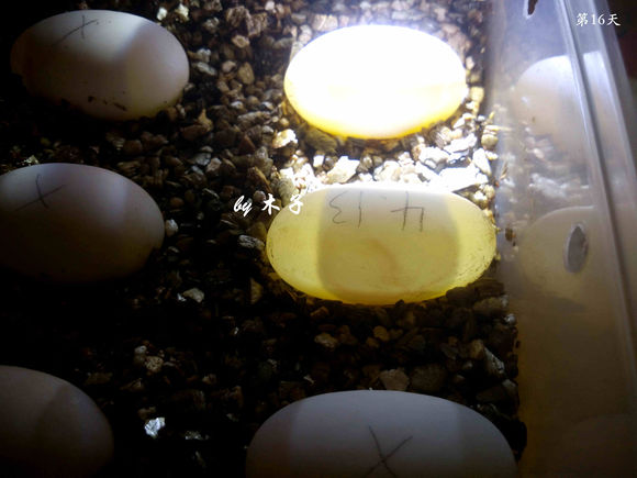 草龟繁殖经验分享孵蛋40天破壳,草龟孵化及幼龟养殖