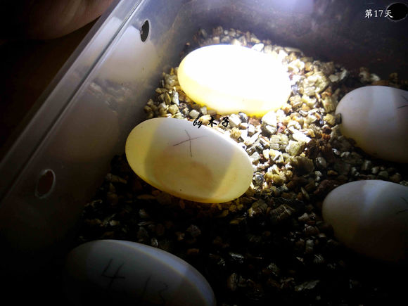 草龟繁殖经验分享孵蛋40天破壳,草龟孵化及幼龟养殖