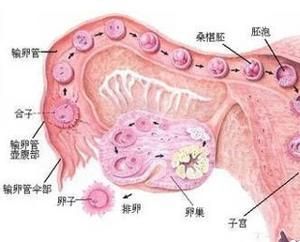 肖承悰治疗卵巢囊肿经验,多囊卵巢综合征诊治指南2022